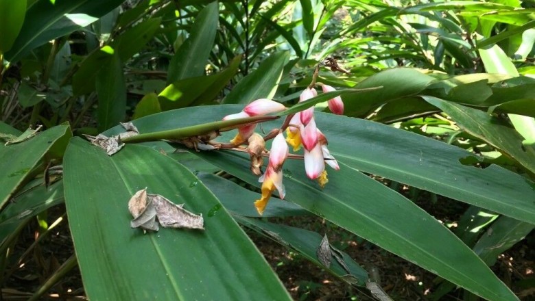 Cây Tiểu đậu khấu. Elettaria cardamomum White et Maton - Cây Thuốc Nam Quanh Ta